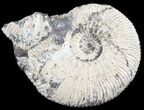 Wide Kosmoceras Ammonite - England #42649-1